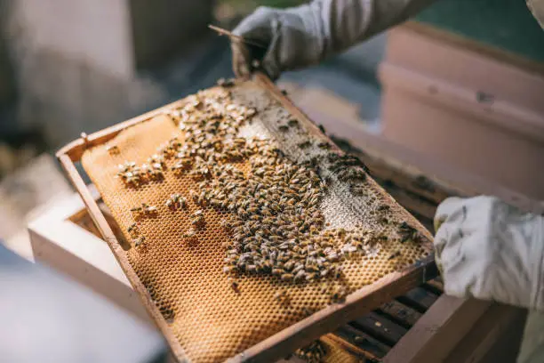 Lire la suite à propos de l’article Comment décrocher un emploi en apiculture en France ?